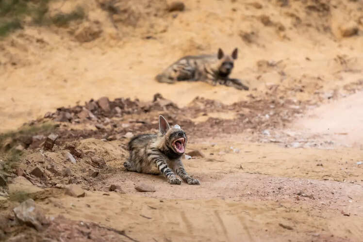 Let's just say it's a yawn