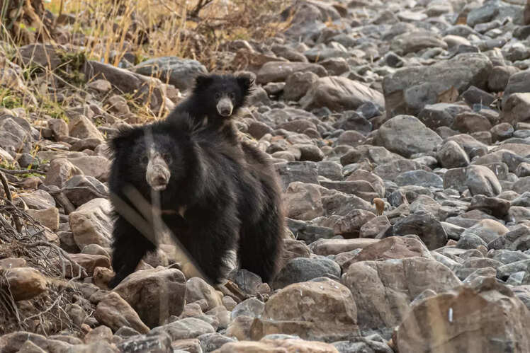 Why walk when you can piggy-back? 