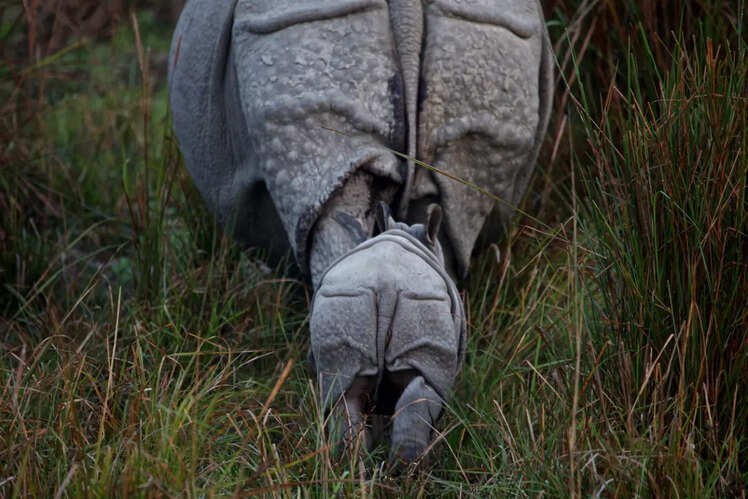 Stop scrolling - look at this baby rhino!