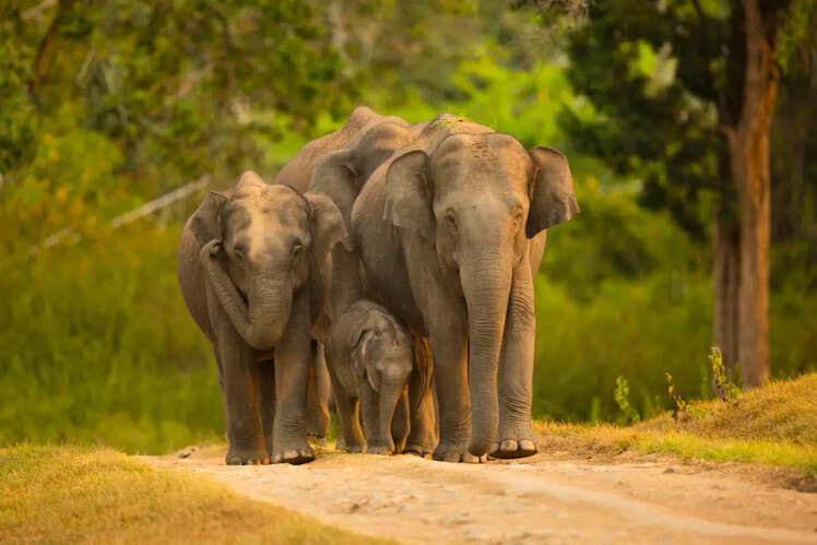 When tuskers are too cute to ignore