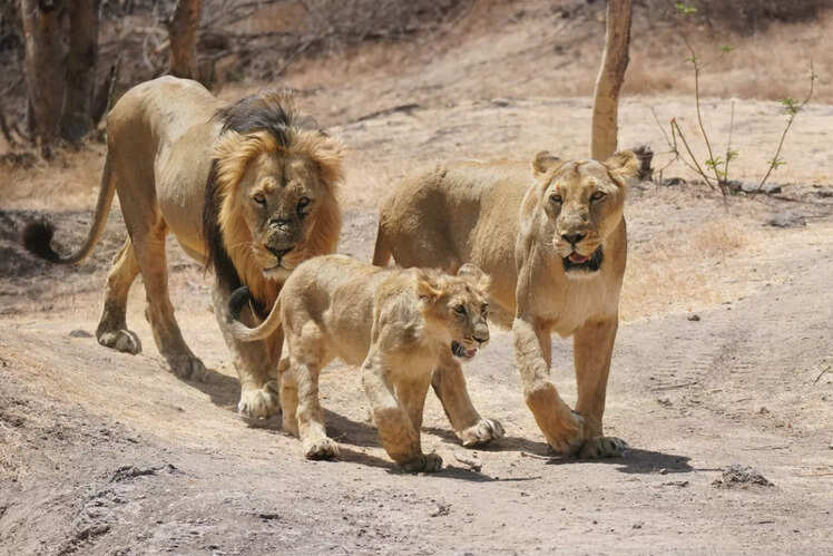 The royal family we actually want to see
