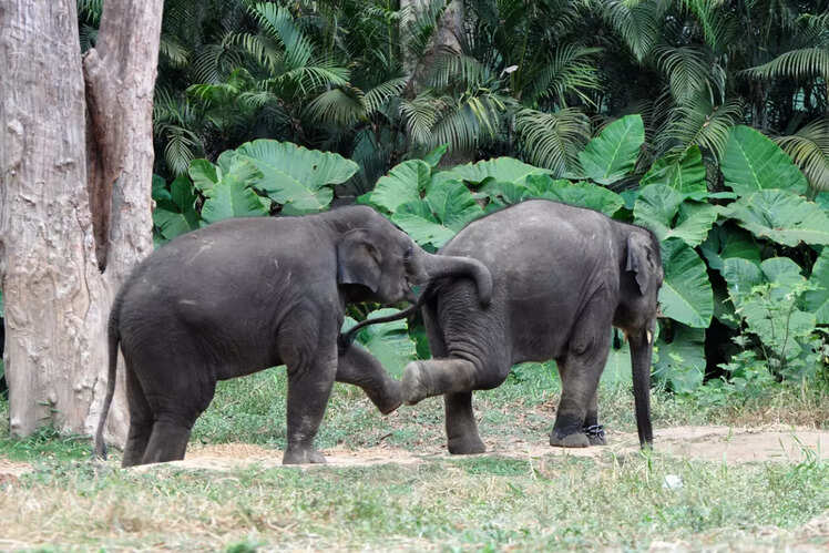 It's the baby elephants for us!
