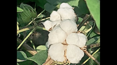 Punjab cotton farmers break the pest jinx; acreage shrinks