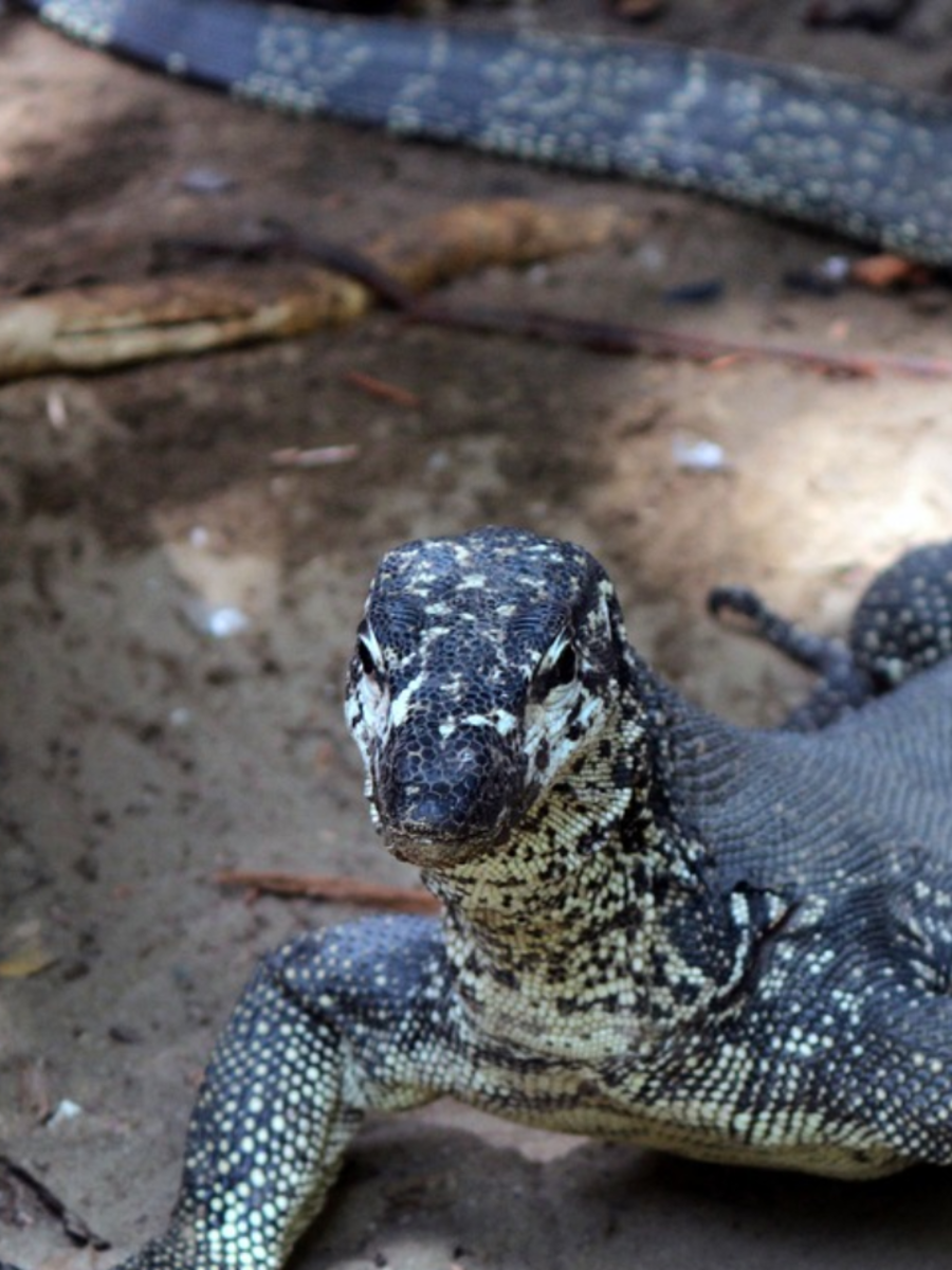 7 Most Dangerous and Scariest Lizards In The World Times Now