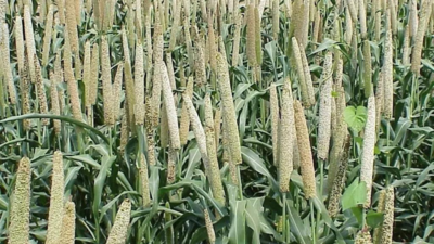 Odisha prepares for hosting international convention on millets in November