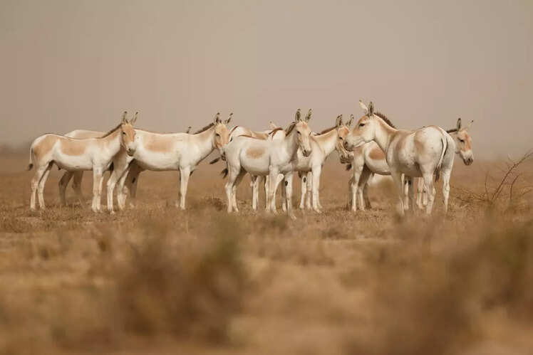 Wild Ass Sanctuary, Little Rann of Kutch, Gujarat