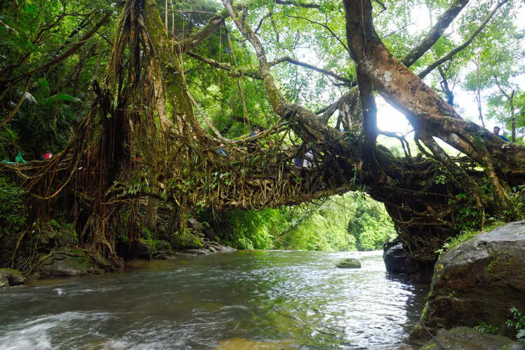 Jingkieng jri Living Root Bridge Cultural Landscapes, Meghalaya