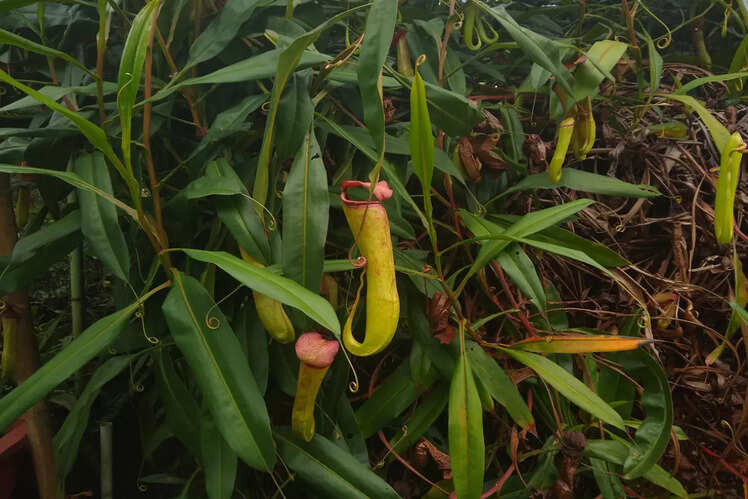 Garo Hills Conservation Area, Meghalaya