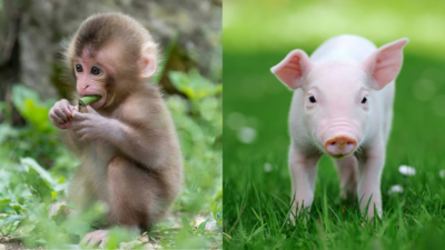 A Monkey Got a New Kidney From a Pig—and Lived for 2 Years