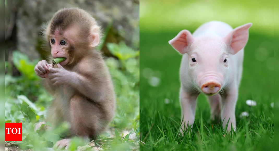 Hope in organ transplant: Monkey who received a pig kidney survives for two years