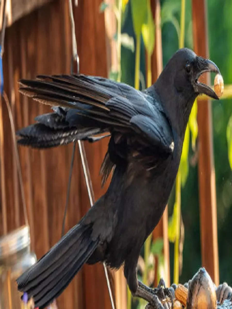 Spiritual Significance of Feeding Crows During Pitru Paksha Times Now