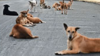 Central committee withdraws plan to use stray dogs for drug testing