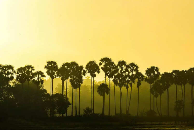Jaffna