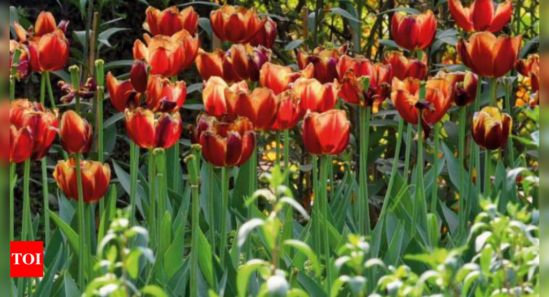 Tulips for breakfast: the flower as food from the war to