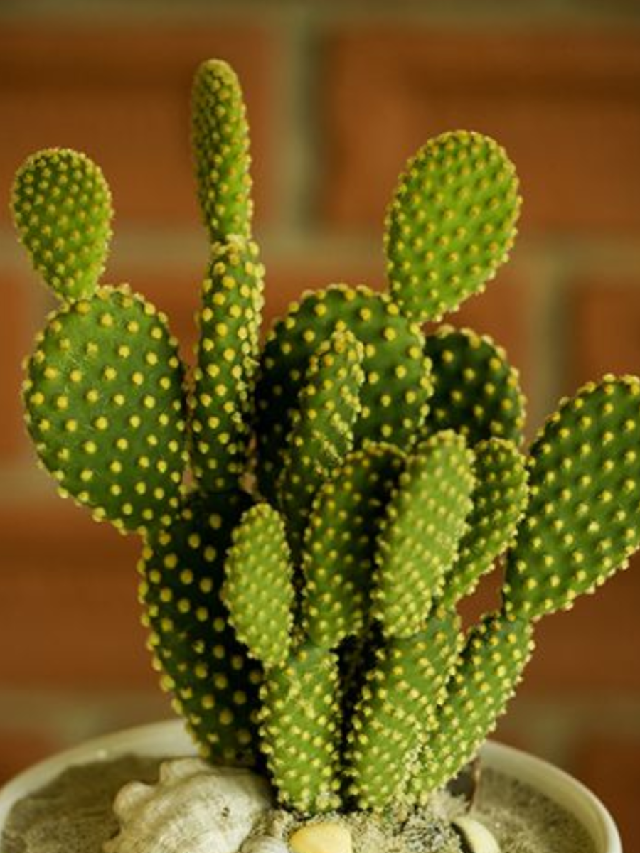 8 Amazing Benefits of Keeping Cactus Plants At Home Times Now