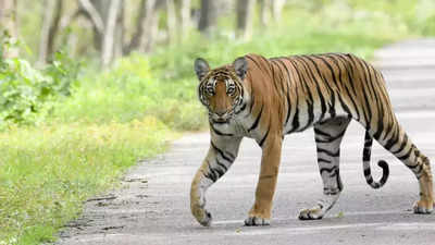 Corbett Tiger Reserve opens for winter tourism, sees rush of visitors