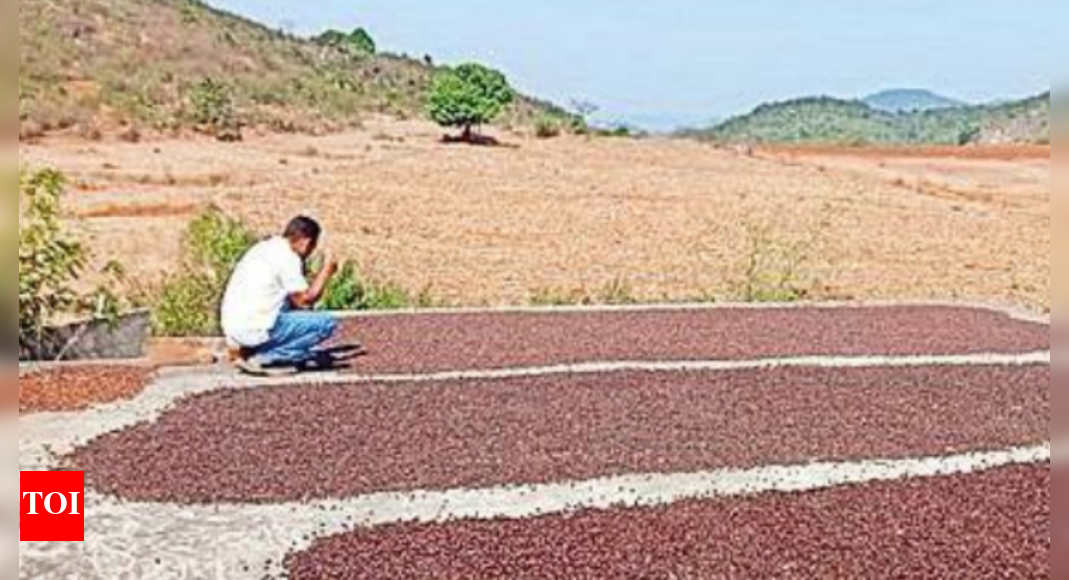 Odisha A poor tribal district turns into a coffee hub Bhubaneswar