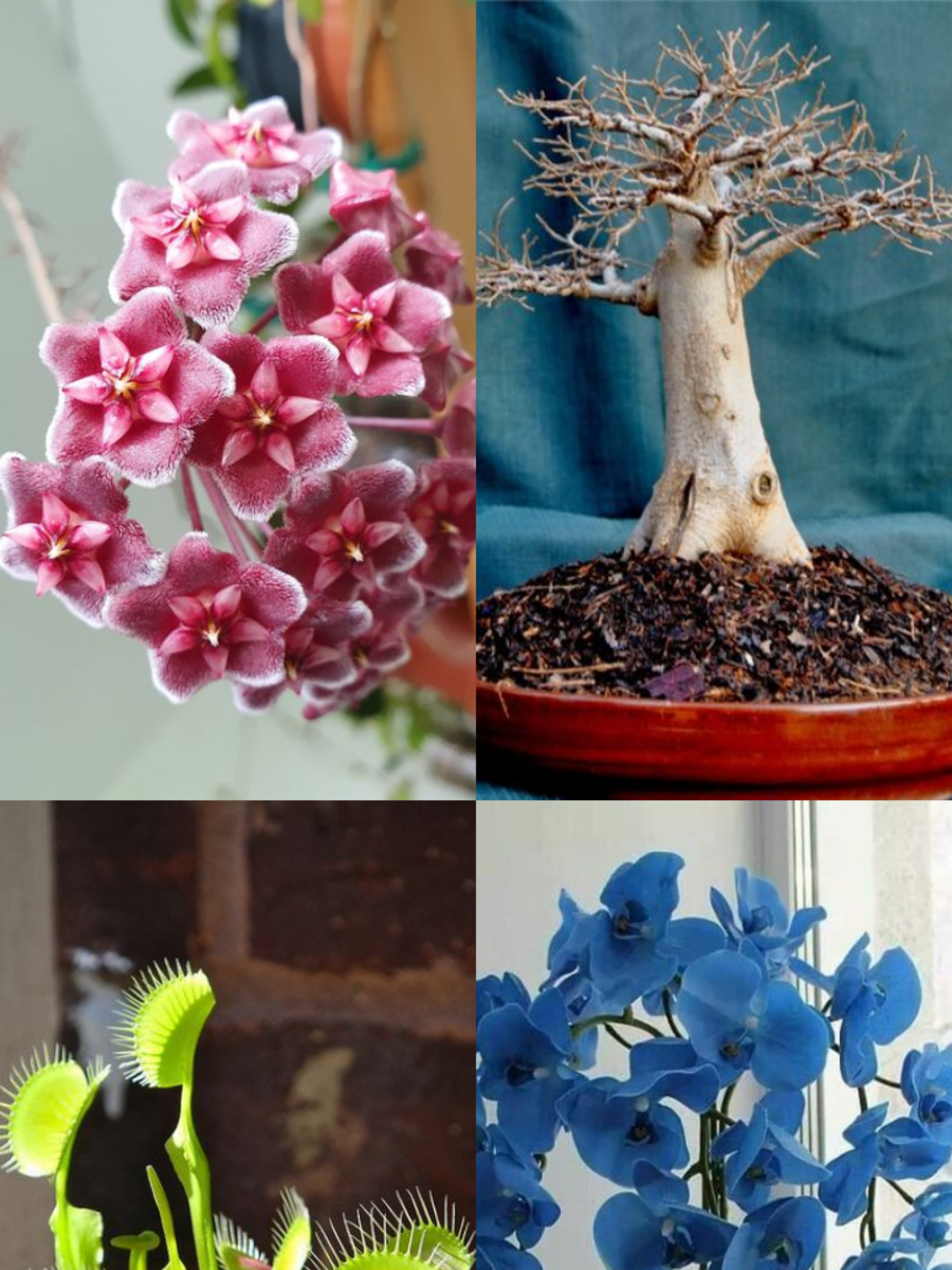 9 Unusual Indoor Plants To Make Your Room Look Exotic Times Now