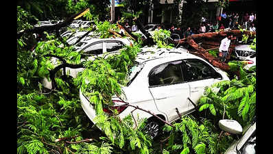 6 cars crushed as tree falls in Sec 8 parking