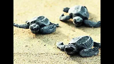 3 onshore camps for turtle conservation in M’luru