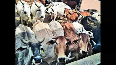 Rajasthan elections: Cow remains a poll issue, and a bother for farmers