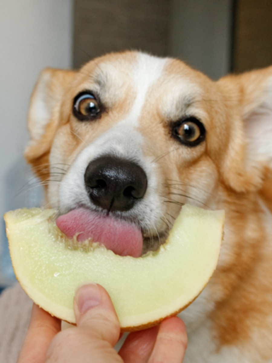 4 Vegetables You Should And Shouldn't Feed Your Dogs | Zoom TV