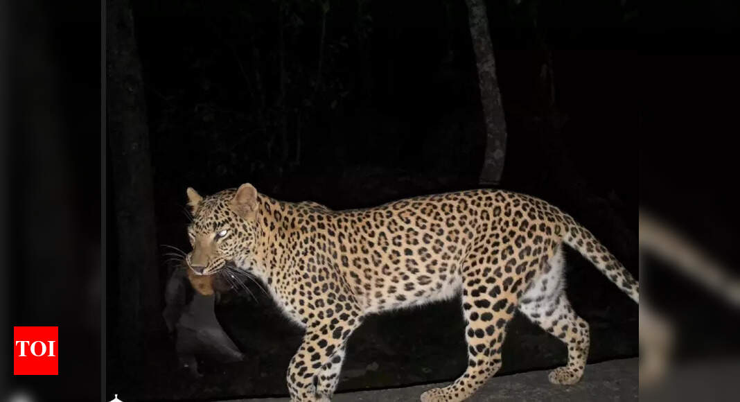 Leopards in Karnataka spotted preying on bats