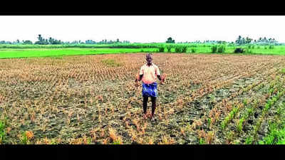 Farmers level paddy on 30 acres as crop withers without water