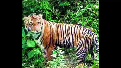 Tamil Nadu: Rewilding hopes rise as sub-adult tiger in Anamalai reserve showcases hunting skills