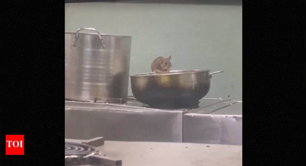 Video of rats in LTT-Madgaon train pantry raises concerns for passengers | Mumbai News