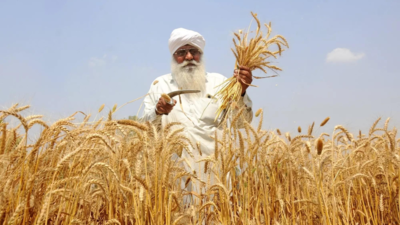 Limit open-ended procurement of rice & wheat: MSP panel
