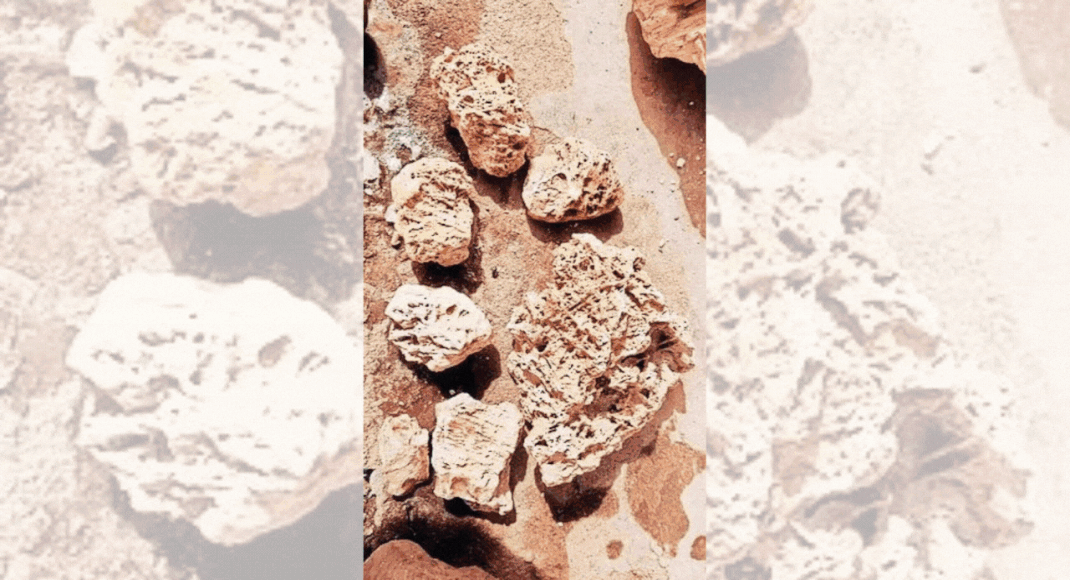 Fossils In Ladakh: Geologist digs up coral reef fossils at 18,000ft in ...