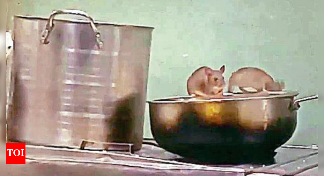 Rats grab quick bites in pantry of Goa-bound train, video viral ...