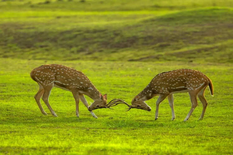 Grassland safari