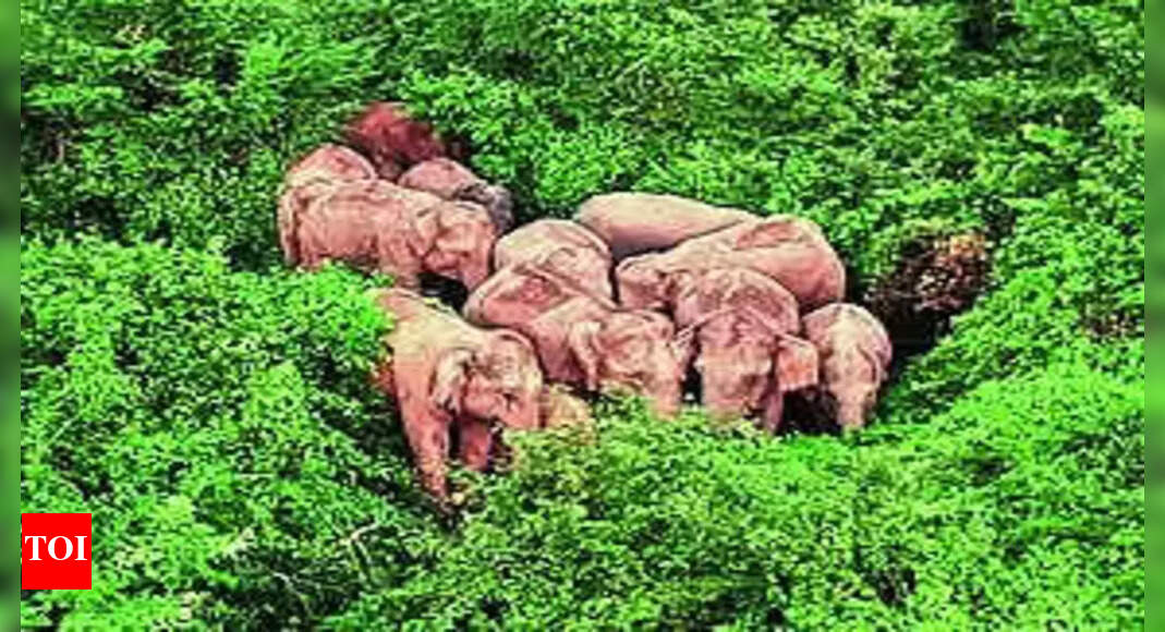 Elephant census in Odisha in April, May next year | Bhubaneswar News ...