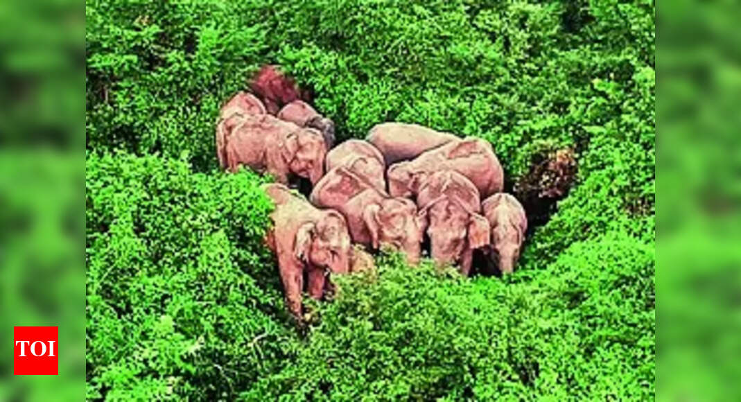 Odisha Census: Elephant Census In Odisha In April, May Next Year ...