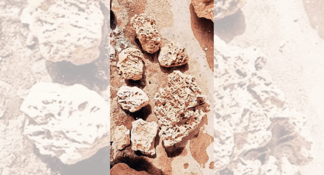 Geologist digs up coral reef fossils at 18,000ft in Ladakh India News Times of India