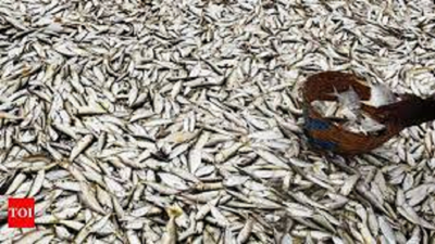 Toxic chemicals in 22 types of dried fish in city: Study