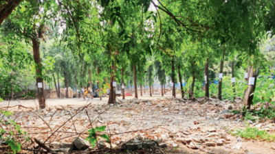 Pune Municipal Corporation plans to fell 225 trees on college campus; greens fume