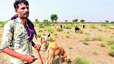 Sheep herders, wool traders urge political parties to protect ...