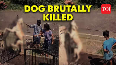 Brutal act caught on camera: Bhopal Training Centre employees kill dog by hanging it on iron gate, 3 arrested