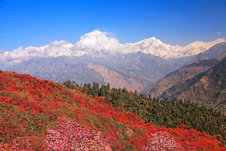 Dhaulagiri I (26,795 ft) 