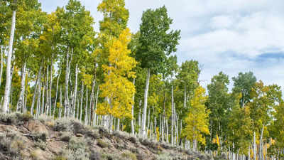 World's largest tree in Utah, Pando, speaks: Recordings reveal haunting secrets