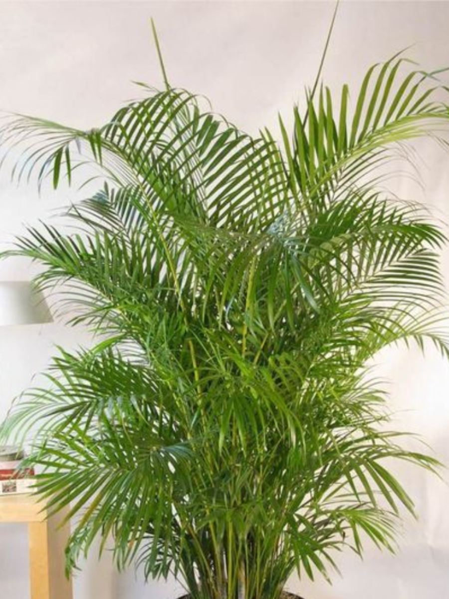 9 Wonderful Benefits of Planting Areca Palm Indoors | Times Now