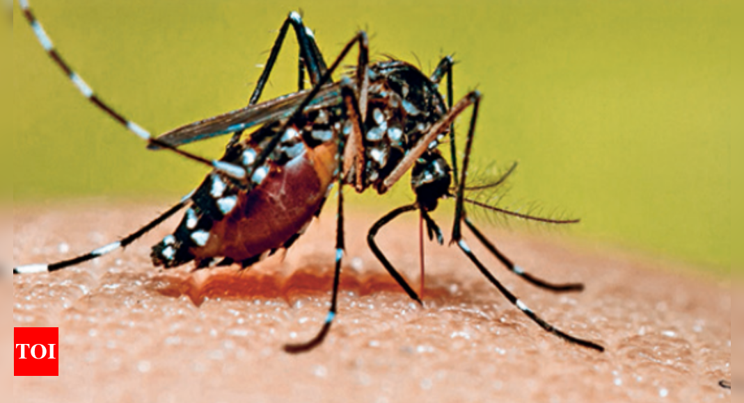 Lucknow sees 7% rise in dengue cases in Oct - Times of India