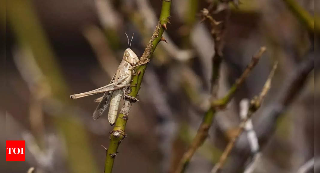 Vers parasites : détournement d’hôtes : les vers parasites peuvent emprunter des gènes pour manipuler le comportement