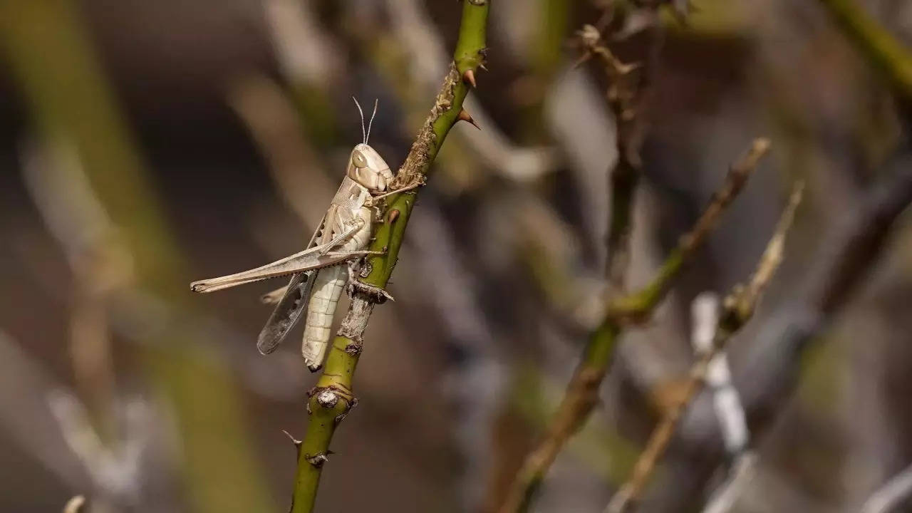 Parasitic worms use genes taken from mantises to manipulate them