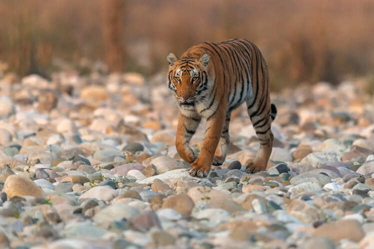 Jim Corbett National Park, Uttarakhand