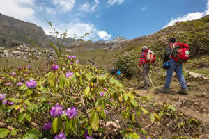 This is why nature-lovers must visit Uttarakhand's Valley of Flowers