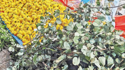 More apta, shami trees survive as people prefer gifting plants for Dasara & Diwali